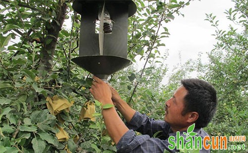 苹果树桑天牛和星天牛的发生特点及防治措施