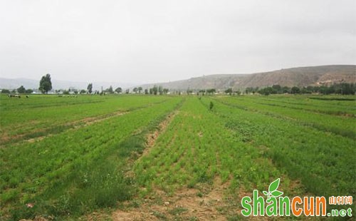 黄芪主要病虫害的发生特点及防治措施