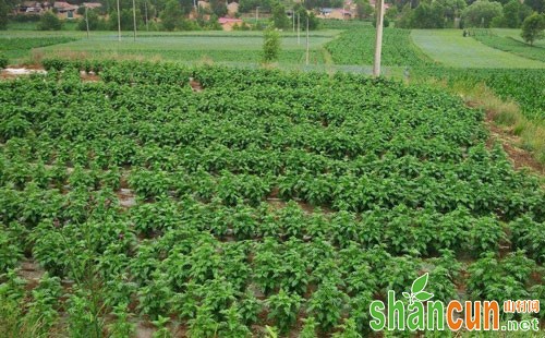 黄芪的生物特性及栽培管理技术汇总