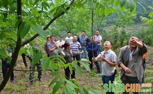 核桃枝芽处理的措施及其应用效果