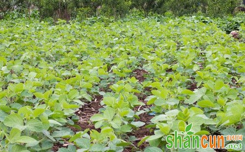 菜豆病害的发生症状、发病条件和防治方法