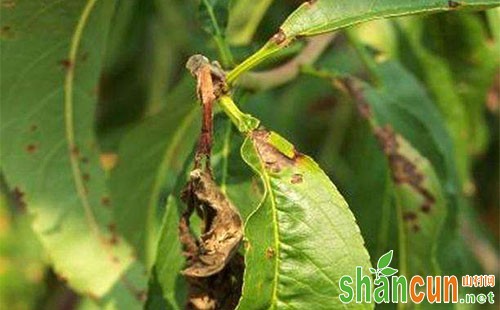 梨小食心虫发生规律和高效防治技术