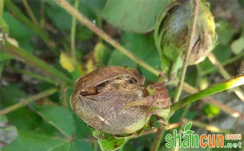 棉蓟马的发生规律、危害症状及防治措施