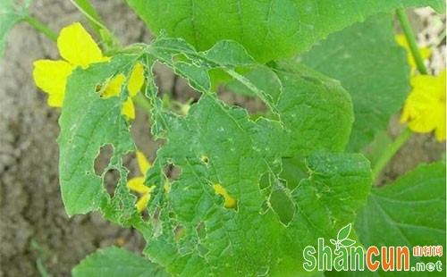 蔬菜蓟马的危害特点、特征习性及防治方法