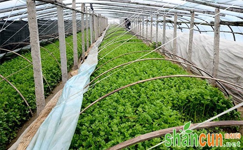 大棚芹菜种植管理技术详细介绍