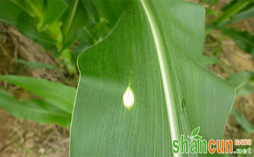 玉米圆斑病症状，玉米圆斑病防治措施