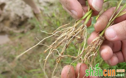 水稻根结线虫病的危害原因及防治方法