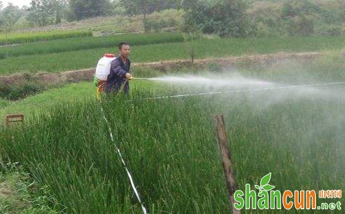 荸荠尖翅小卷叶蛾为害情况及其防控技术