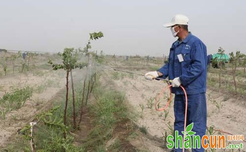 枣树枣实蝇的发生规律及防除措施建议