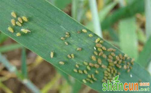 小麦吸浆虫的发生规律、发生特点及防治对策