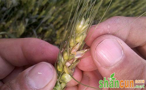 小麦吸浆虫的发生规律、发生特点及防治对策