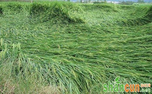 水稻倒伏症状、原因及防止措施总结