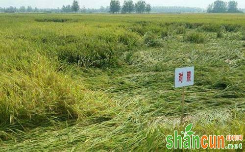水稻倒伏症状、原因及防止措施总结