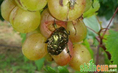 葡萄白星花金龟的形态特征、为害规律及防治技术