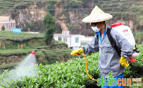 茶树绿盲蝽危害、发生规律及色防控技术