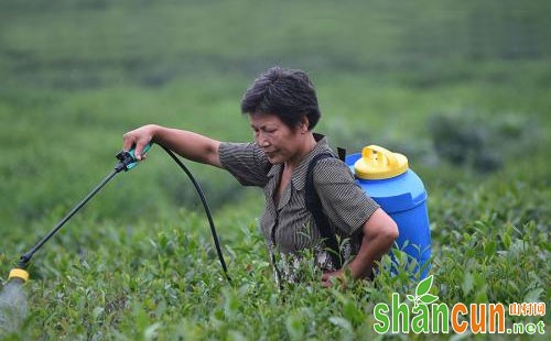 茶树绿盲蝽危害、发生规律及色防控技术