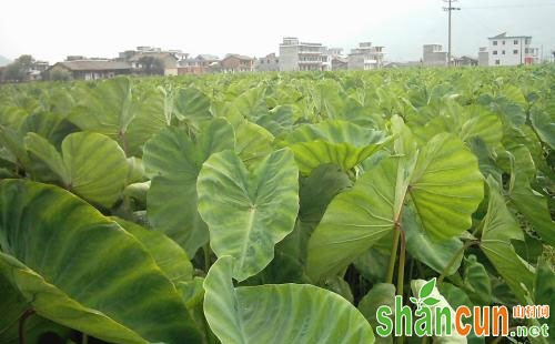 红芽芋高产种植技术的管理措施总结