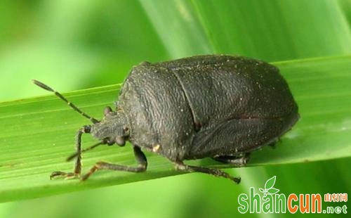 玉米弯刺黑蝽的形态特征、发生规律及发生特点和防治措施