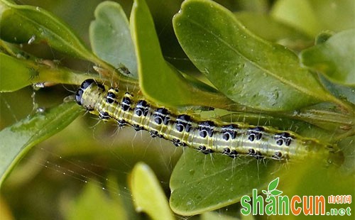 林木食叶害虫的特点、成因及防治措施