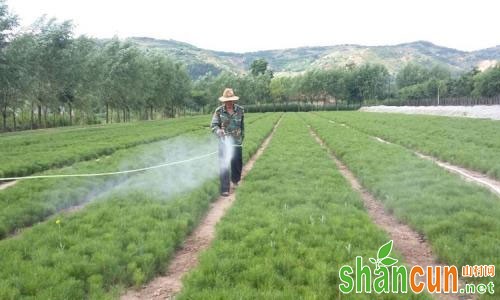 苗圃地上地下虫害的类型及防治对策