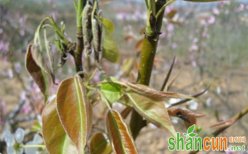 梨树梨茎蜂的危害特点、生活习性和综合防治技术