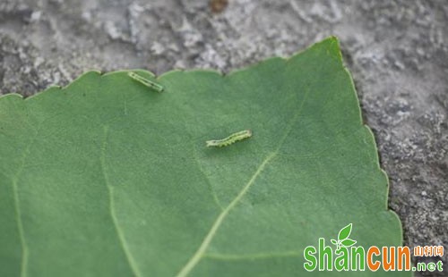 杨树杨小舟蛾的形态特征、生物学特性及防治措施