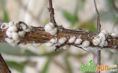 花木紫薇绒蚧的危害特点、发生规律和防治技术