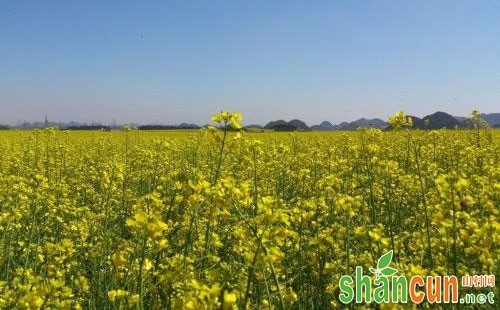 油菜田黑壳虫的危害症状、重发原因及防治方法