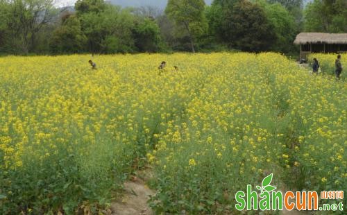 油菜田黑壳虫的危害症状、重发原因及防治方法