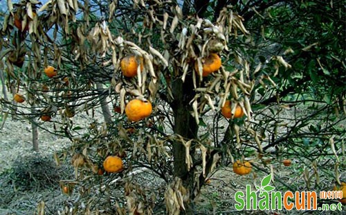 柑橘树冻害如何防治，柑橘树冻害防治措施