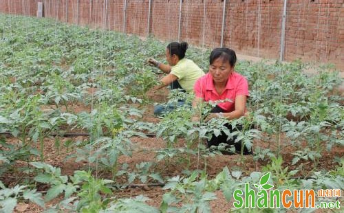 番茄定植技术知识分析总结