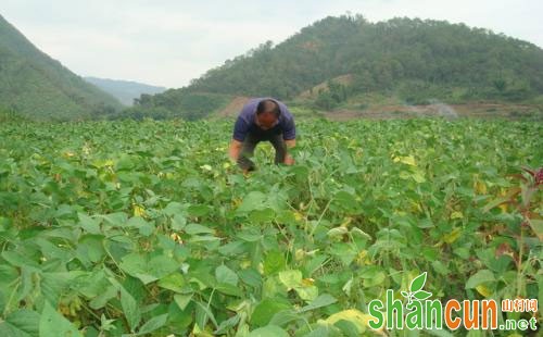 大豆蚜的危害、发生规律及防治措施