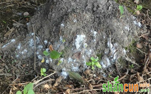 苹果绵蚜的发生规律、危害特点及防治技术