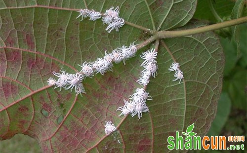 石榴吹绵蚧虫害的形态特征、危害特点、发生规律和防治方法