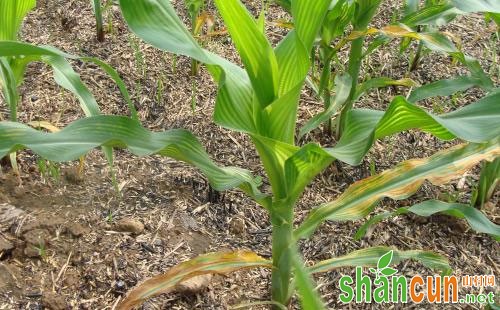 玉米耕葵粉蚧的形态特征、生活习性及防治方法