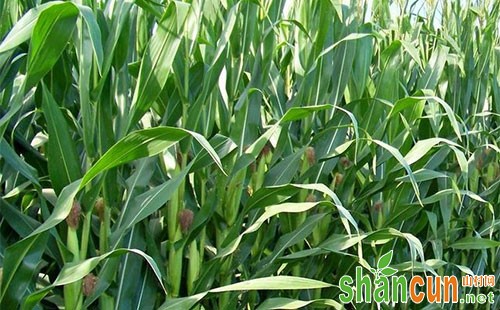 玉米叶螨的种类分布、形态特征、发生规律及防治方法