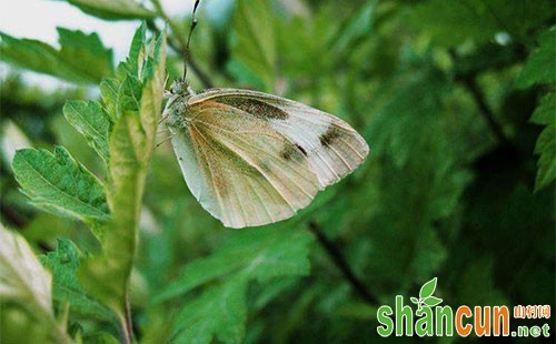 蔬菜菜粉蝶的为害、形态特征、发生规律及防治对策