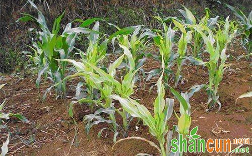 玉米苗黄化的危害、产生原因及防治措施