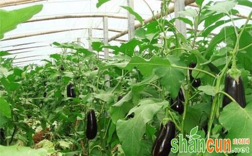 茄子僵果产生的主要原因及防控措施