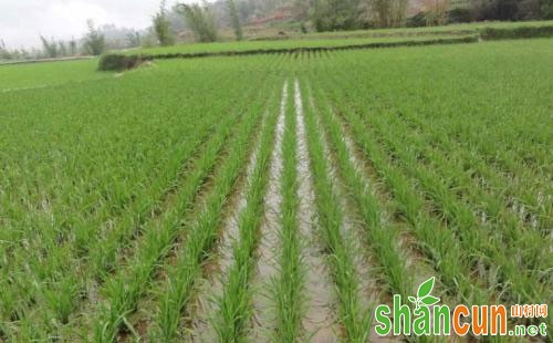 水稻坐苗的促进转化措施分析总结