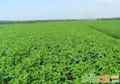 大豆田除草剂产品介绍及其使用方法