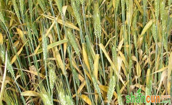 小麦叶锈病特点、诊断、发生条件及防治方法