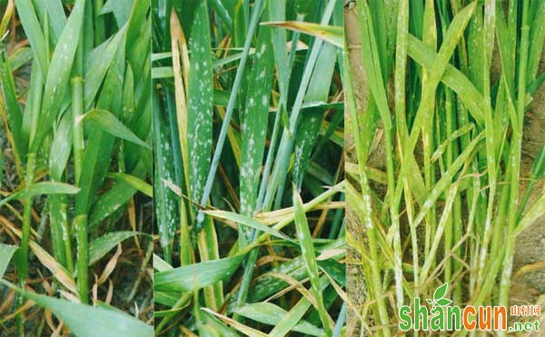 小麦叶锈病特点、诊断、发生条件及防治方法
