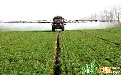 小麦低温期使用这些除草剂，一定需谨防药害发生