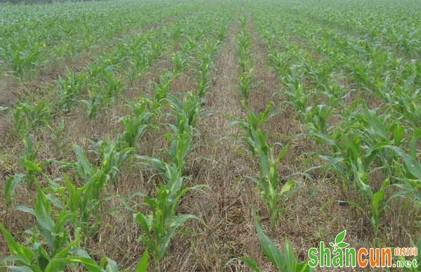 玉米除草剂药害症状、原因和预防措施