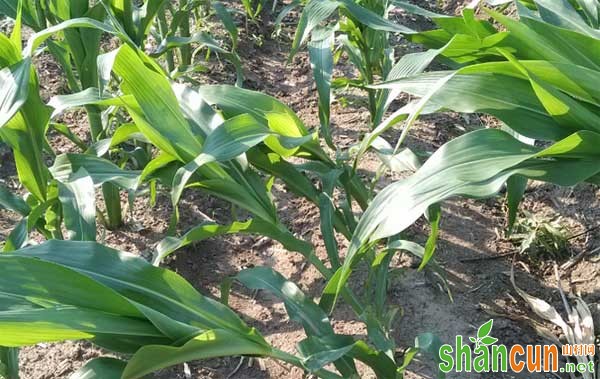 玉米除草剂药害症状、原因和预防措施