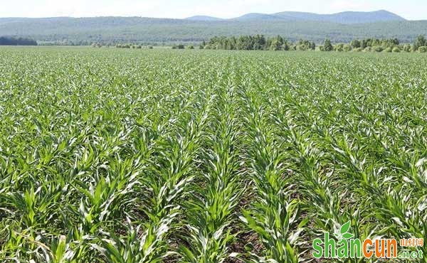玉米除草剂哪种好，玉米除草剂使用方法