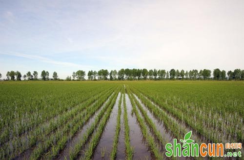 常用水田除草剂使用方法