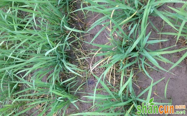 水稻除草剂药害发生原因、诊断及补救措施