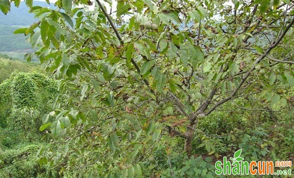 李子树常见病虫害，李子树的病虫害防治